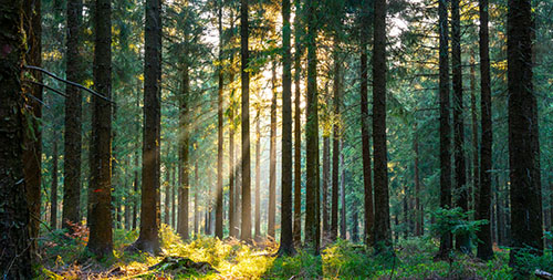 Nachhaltige recyclebare Lichtplatten aus Bio-PVC oder 100% Recyclingmaterial